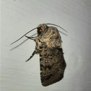 Proteuxoa capularis (Half-moon Noctuid) at Goulburn, NSW - 17 Feb 2025 by glbn1