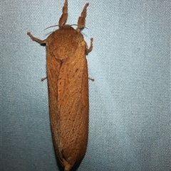 Elhamma australasiae (A Swift or Ghost moth (Hepialidae)) at Goulburn, NSW - 17 Feb 2025 by glbn1