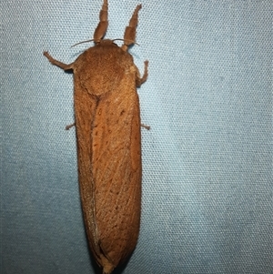 Elhamma australasiae (A Swift or Ghost moth (hepialidae)) at Goulburn, NSW - 17 Feb 2025 by glbn1