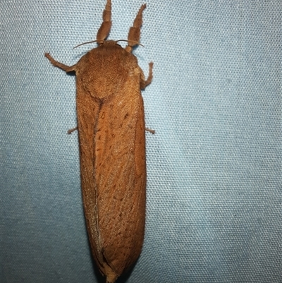 Elhamma australasiae (A Swift or Ghost moth (Hepialidae)) at Goulburn, NSW - 17 Feb 2025 by glbn1