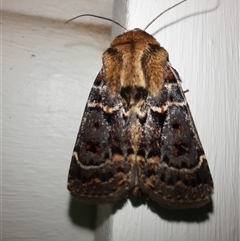 Proteuxoa sanguinipuncta at Goulburn, NSW - 17 Feb 2025 10:05 PM