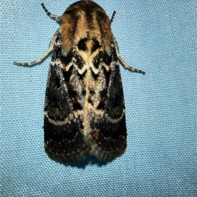 Proteuxoa sanguinipuncta (Blood-spotted Noctuid) at Goulburn, NSW - 18 Feb 2025 by glbn1