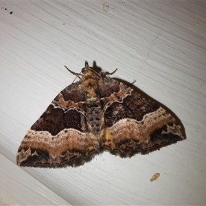 Chrysolarentia lucidulata (Lucid Carpet) at Goulburn, NSW - 18 Feb 2025 by glbn1