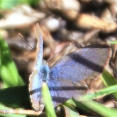 Unidentified Blue or Copper (Lycaenidae) at Higgins, ACT - 15 Feb 2025 by Jennybach