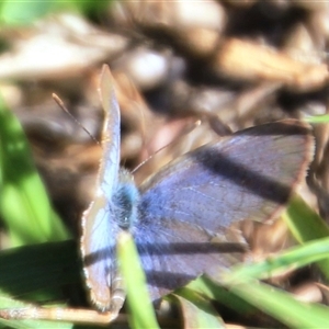 Zizina otis (Common Grass-Blue) at Higgins, ACT - 15 Feb 2025 by Jennybach