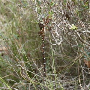 Austroaeschna pulchra at Charleys Forest, NSW - suppressed