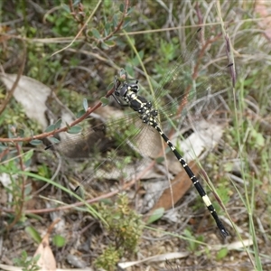 Parasynthemis regina (Royal Tigertail) by arjay