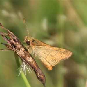 Ocybadistes walkeri (Green Grass-dart) at Higgins, ACT - 15 Feb 2025 by Jennybach