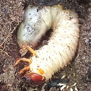 Adoryphorus coulonii (Redheaded pasture cockchafer) at Cooma, NSW - Yesterday by mahargiani