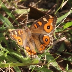 Junonia villida (Meadow Argus) at Higgins, ACT - 15 Feb 2025 by Jennybach