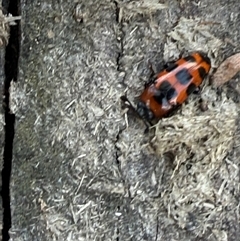 Episcaphula australis (Fungus beetle) at Orangeville, NSW - 19 Feb 2025 by belleandjason