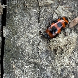 Episcaphula australis at Orangeville, NSW - 19 Feb 2025 02:10 PM