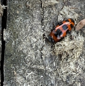 Episcaphula australis (Fungus beetle) at Orangeville, NSW - Yesterday by belleandjason