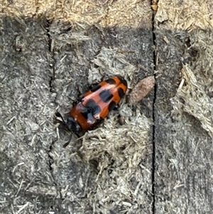 Episcaphula australis at Orangeville, NSW - 19 Feb 2025 02:10 PM