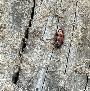 Episcaphula australis at Orangeville, NSW - 19 Feb 2025 02:10 PM
