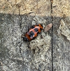 Episcaphula australis at Orangeville, NSW - 19 Feb 2025 02:10 PM