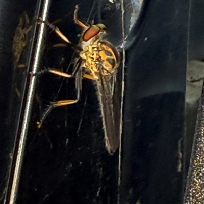 Ommatius coeraebus (a robber fly) at Orangeville, NSW - 19 Feb 2025 by belleandjason