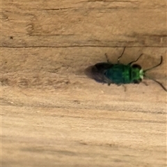 Chrysididae (family) (Cuckoo wasp or Emerald wasp) at Orangeville, NSW - 19 Feb 2025 by belleandjason