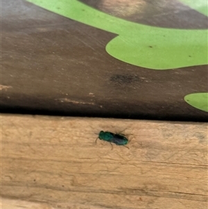 Chrysididae (family) at Orangeville, NSW - 19 Feb 2025 02:27 PM
