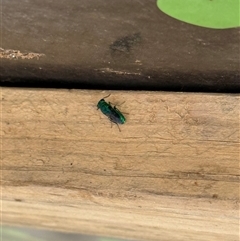 Chrysididae (family) at Orangeville, NSW - 19 Feb 2025 02:27 PM