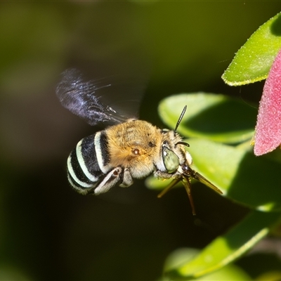 Amegilla (Zonamegilla) asserta (Blue Banded Bee) at Symonston, ACT - 17 Feb 2025 by rawshorty