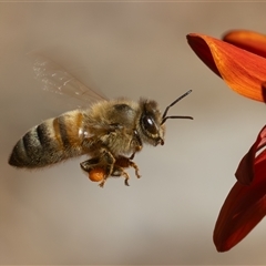 Apis mellifera (European honey bee) at Symonston, ACT - 18 Feb 2025 by rawshorty