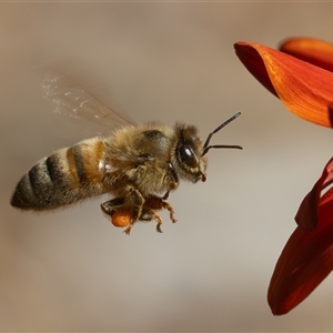 Apis mellifera (European honey bee) at Symonston, ACT - 18 Feb 2025 by rawshorty