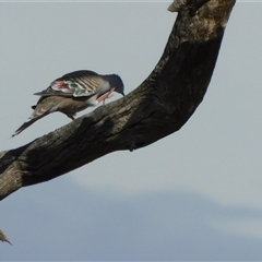 Ocyphaps lophotes (Crested Pigeon) at Symonston, ACT - Yesterday by CallumBraeRuralProperty