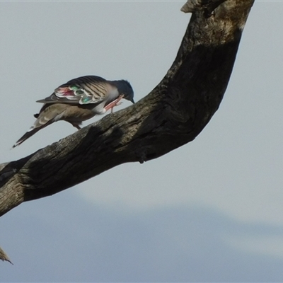 Ocyphaps lophotes (Crested Pigeon) at Symonston, ACT - 19 Feb 2025 by CallumBraeRuralProperty