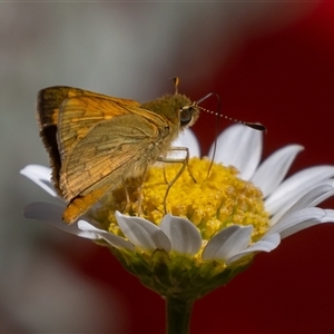 Ocybadistes walkeri (Green Grass-dart) at Symonston, ACT - 17 Feb 2025 by rawshorty