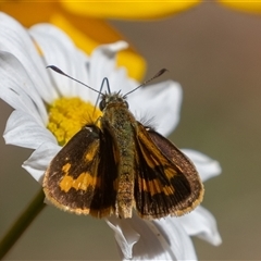 Ocybadistes walkeri at Symonston, ACT - 17 Feb 2025 03:19 PM