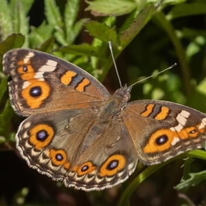 Junonia villida (Meadow Argus) at Symonston, ACT - 18 Feb 2025 by rawshorty