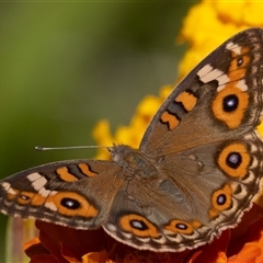 Junonia villida at Symonston, ACT - 18 Feb 2025 01:04 PM