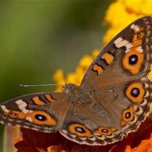 Junonia villida at Symonston, ACT - 18 Feb 2025 01:04 PM