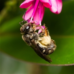 Lasioglossum (Chilalictus) sp. (genus & subgenus) at Downer, ACT - 19 Feb 2025 by RobertD