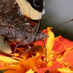 Vanessa itea (Yellow Admiral) at Symonston, ACT - 18 Feb 2025 by rawshorty