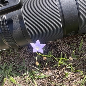 Wahlenbergia sp. at Higgins, ACT - 19 Feb 2025 by Untidy