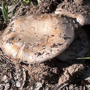 Amanita sp. at Higgins, ACT - Yesterday by Untidy