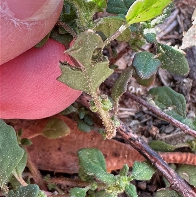 Dysphania pumilio (Small Crumbweed) at Aranda, ACT - 19 Feb 2025 by lbradley