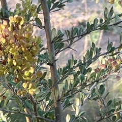 Bursaria spinosa (Native Blackthorn, Sweet Bursaria) at Aranda, ACT - 19 Feb 2025 by lbradley