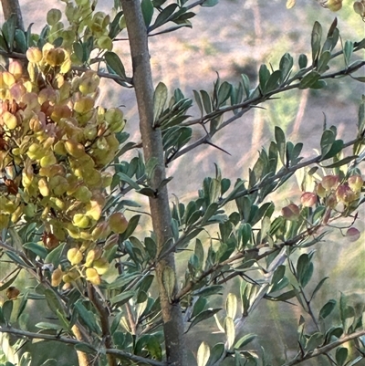 Bursaria spinosa (Native Blackthorn, Sweet Bursaria) at Aranda, ACT - 19 Feb 2025 by lbradley