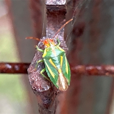 Diaphyta pulchra (She-oak Stink Bug) at Broulee, NSW - 19 Feb 2025 by LisaH