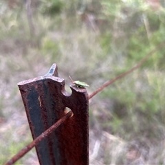 Diaphyta pulchra at Broulee, NSW - suppressed