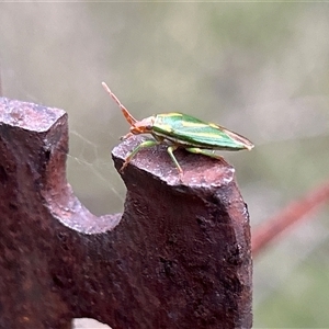 Diaphyta pulchra at Broulee, NSW - suppressed