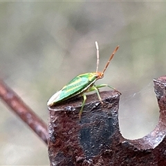 Diaphyta pulchra at Broulee, NSW - suppressed