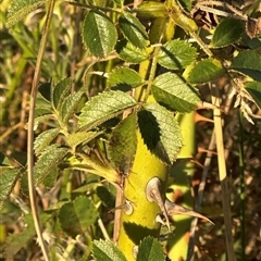 Rosa rubiginosa at Yarralumla, ACT - 19 Feb 2025 07:07 PM