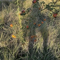 Rosa rubiginosa at Yarralumla, ACT - 19 Feb 2025 07:07 PM