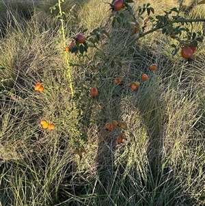 Rosa rubiginosa at Yarralumla, ACT - 19 Feb 2025 07:07 PM