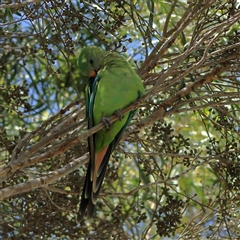 Polytelis swainsonii (Superb Parrot) at Higgins, ACT - 19 Feb 2025 by Jillw