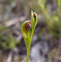 Speculantha furva (Swarthy Tiny Greenhood) at Northangera, NSW - 19 Feb 2025 by Csteele4